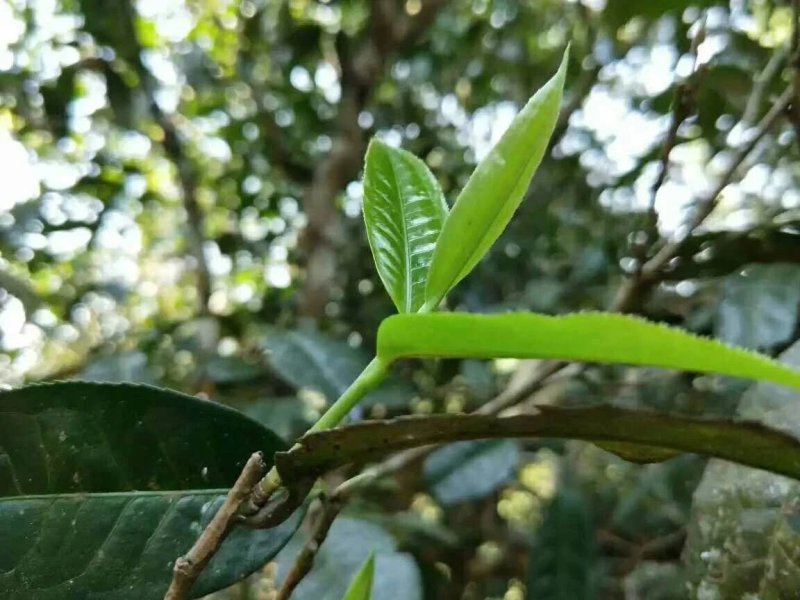 云南临沧纯生态普洱茶