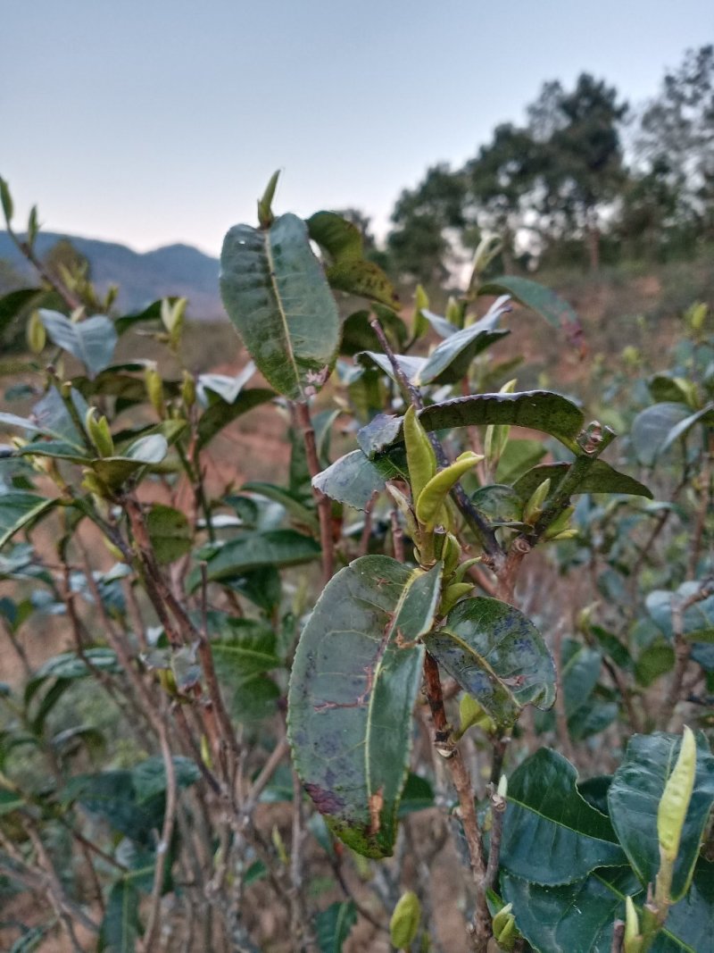 云南临沧纯生态普洱茶