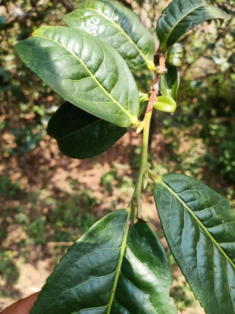 云南临沧纯生态普洱茶