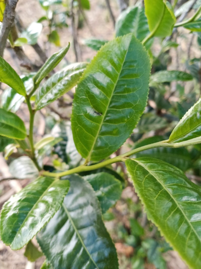 云南临沧纯生态普洱茶