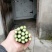 芦笋新鲜芦笋长兴芦笋精品芦笋大芦笋绿芦笋