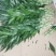 海口基地批发紫竹富贵竹，花瓶批发（泰博）