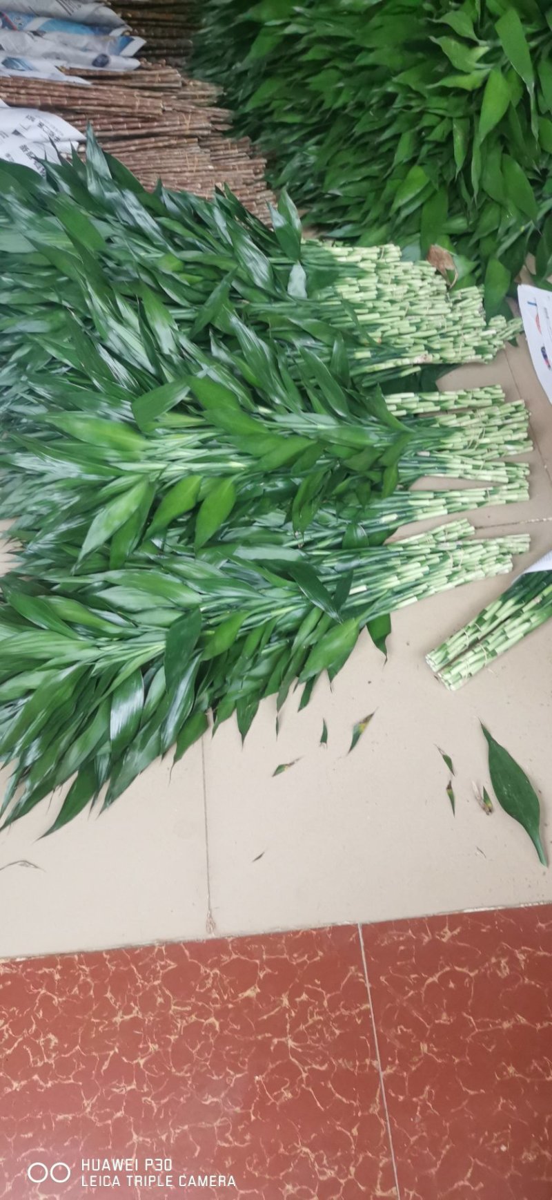 海口基地批发紫竹富贵竹，花瓶批发（泰博）