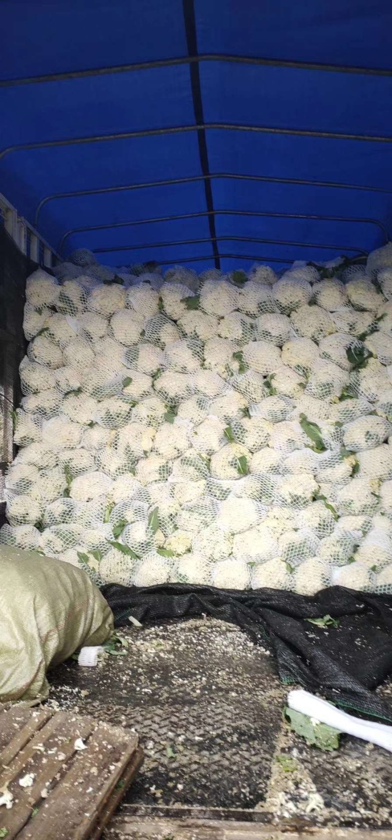 有机花，青梗散花。小米粒