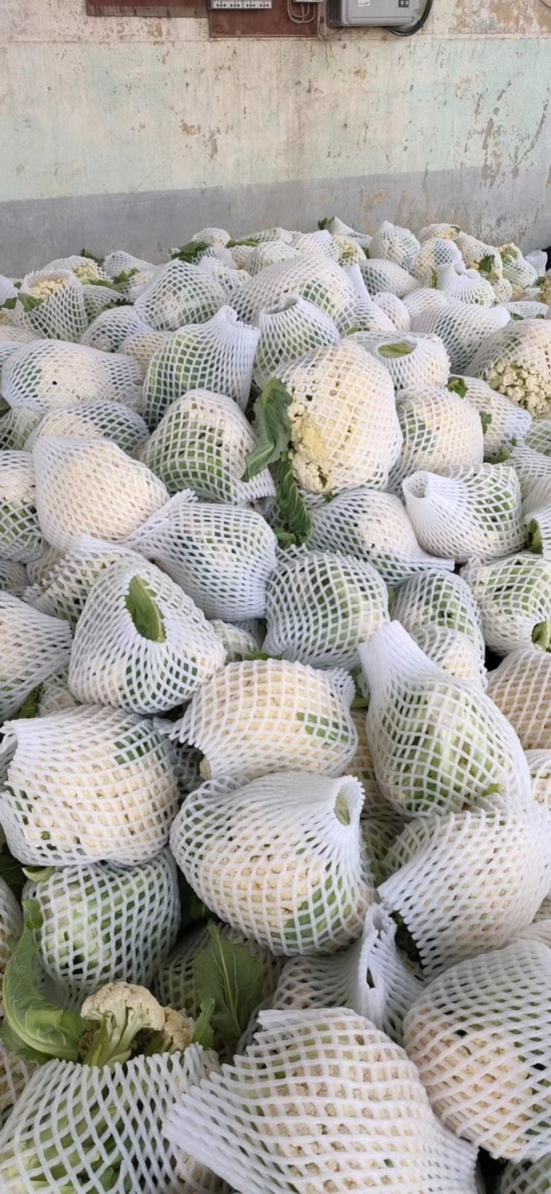 有机花，青梗散花。小米粒