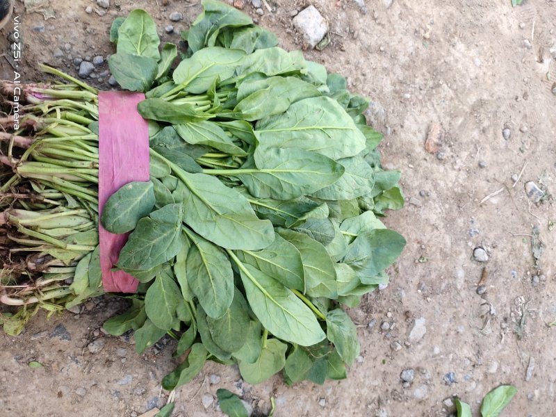 小叶杆菠菜大量供应，常年供应各大市场、加工厂、食堂…