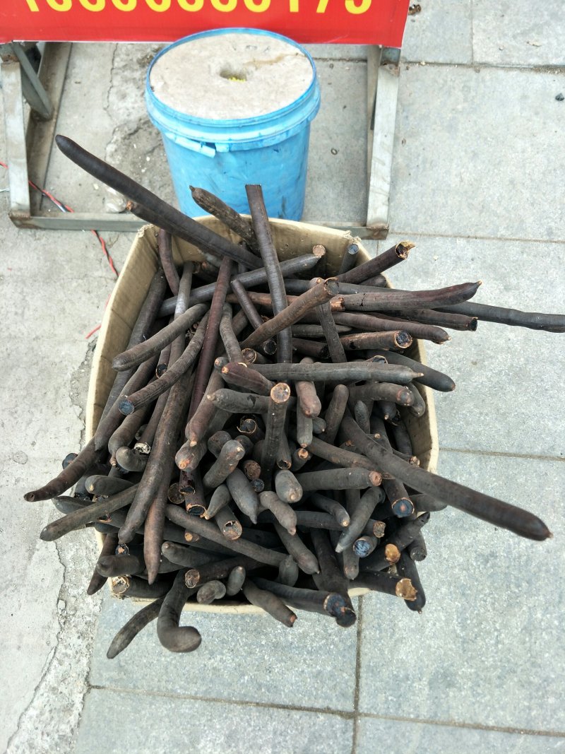 便秘果，常年批发供应药食两用进口便秘果