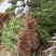 曼地亚红豆杉移栽粗杆苗四川基地直销现货大量供应