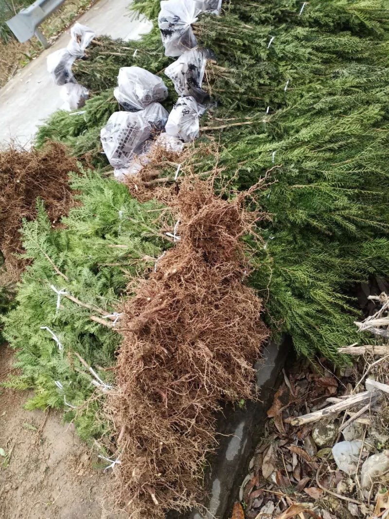 曼地亚红豆杉移栽粗杆苗四川基地直销现货大量供应
