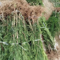 曼地亚红豆杉移栽粗杆苗四川基地直销现货大量供应