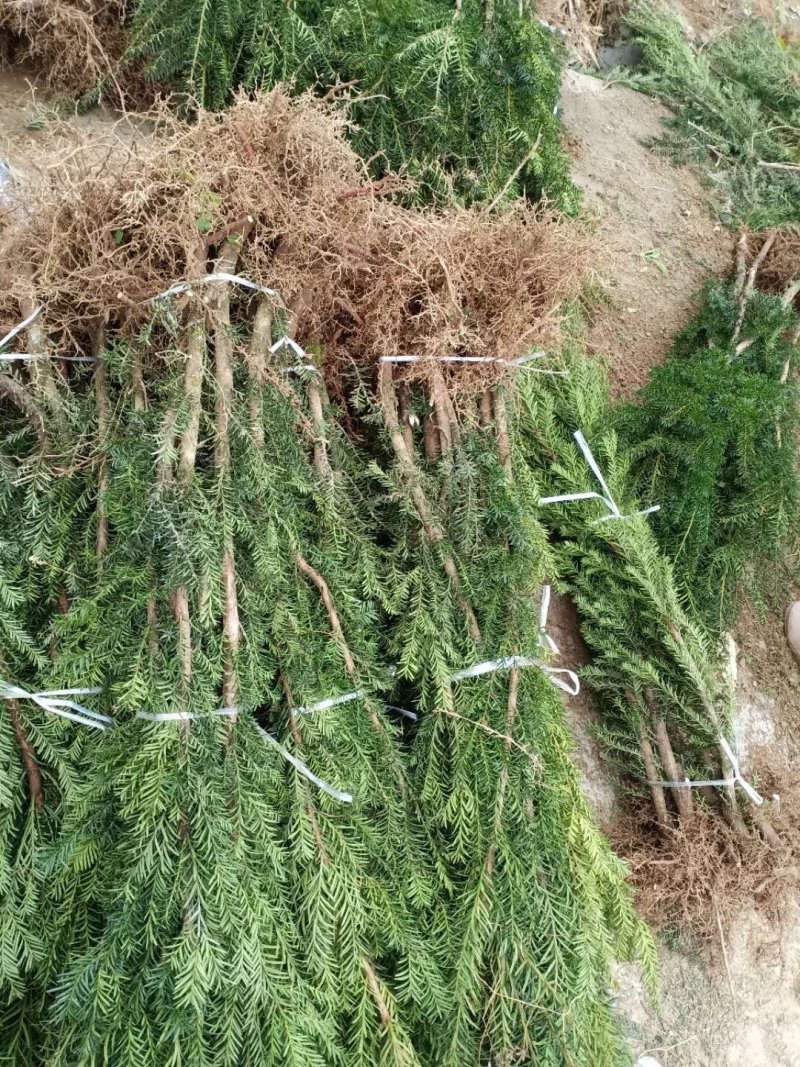 曼地亚红豆杉移栽粗杆苗四川基地直销现货大量供应