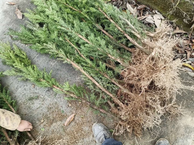 曼地亚红豆杉移栽粗杆苗四川基地直销现货大量供应