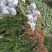 曼地亚红豆杉移栽粗杆苗四川基地直销现货大量供应