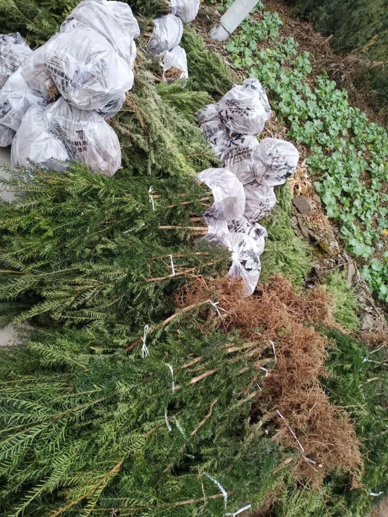曼地亚红豆杉移栽粗杆苗四川基地直销现货大量供应
