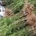曼地亚红豆杉移栽粗杆苗四川基地直销现货大量供应