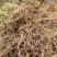 曼地亚红豆杉移栽粗杆苗四川基地直销现货大量供应