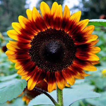 秋冬季种的向日葵种子花仔观赏植物花种籽子四季路边室外庭院