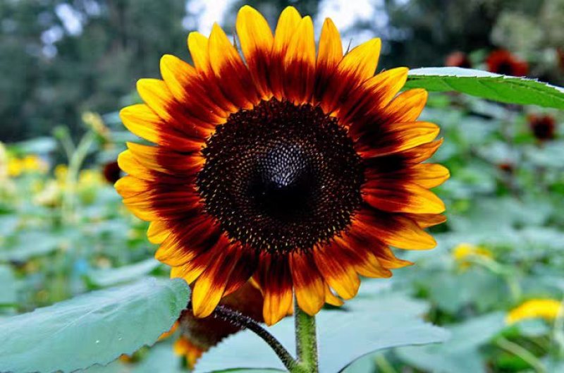 秋冬季种的向日葵种子花仔观赏植物花种籽子四季路边室外庭院