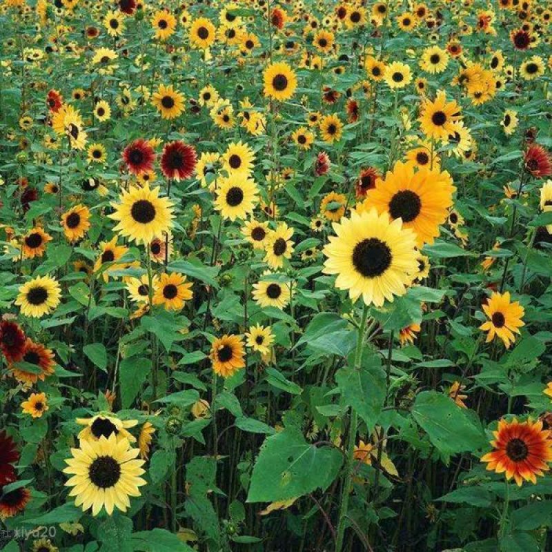 秋冬季种的向日葵种子花仔观赏植物花种籽子四季路边室外庭院
