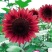 秋冬季种的向日葵种子花仔观赏植物花种籽子四季路边室外庭院