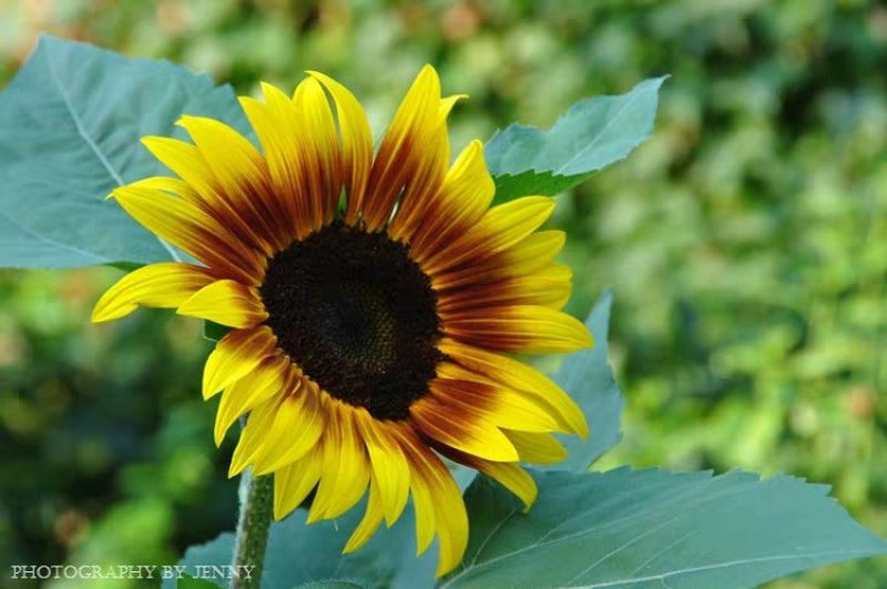秋冬季种的向日葵种子花仔观赏植物花种籽子四季路边室外庭院