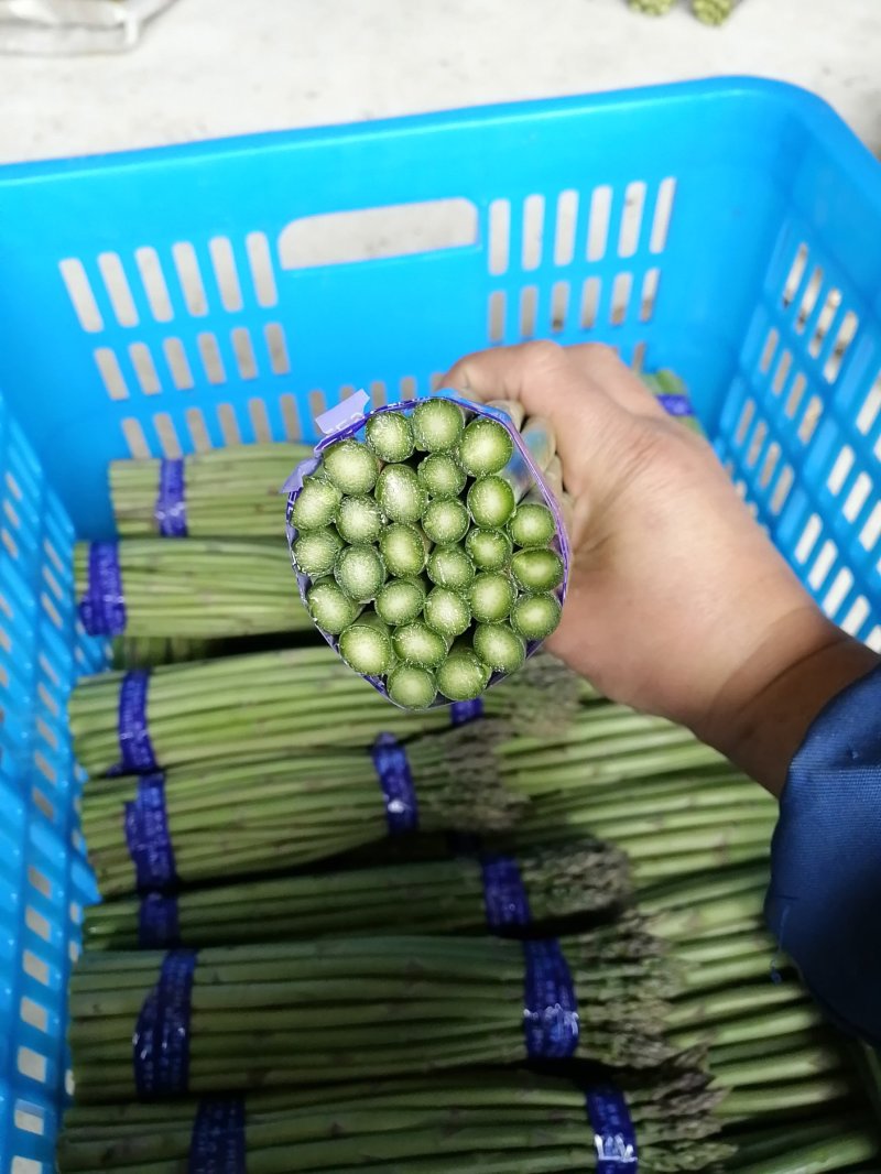 芦笋新鲜芦笋长兴芦笋精品芦笋大芦笋绿芦笋