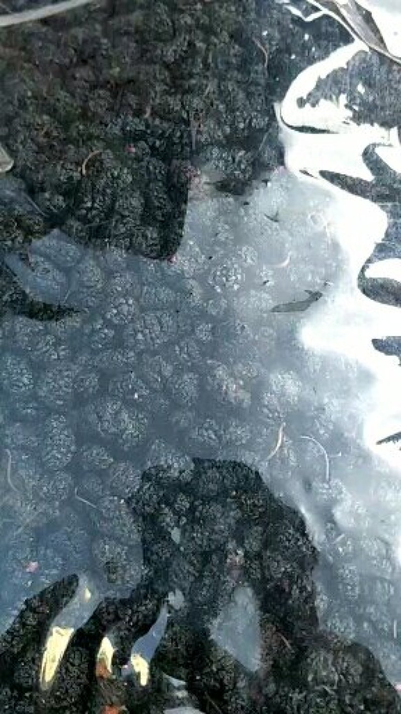 桑葚子，常年批发供应，药食两用桑葚果
