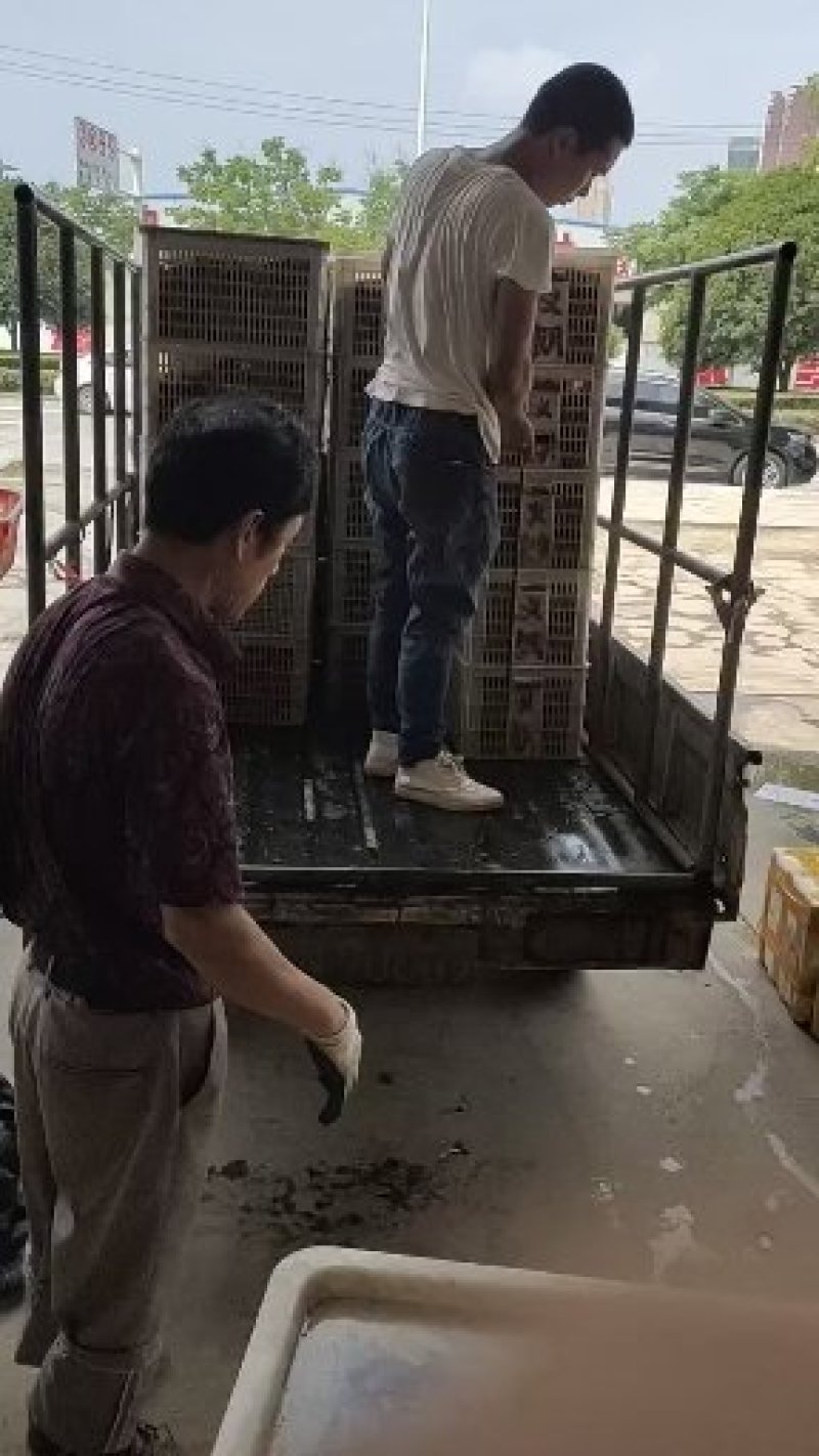 小龙虾潜江小龙虾678大青肉质饱满整件包邮