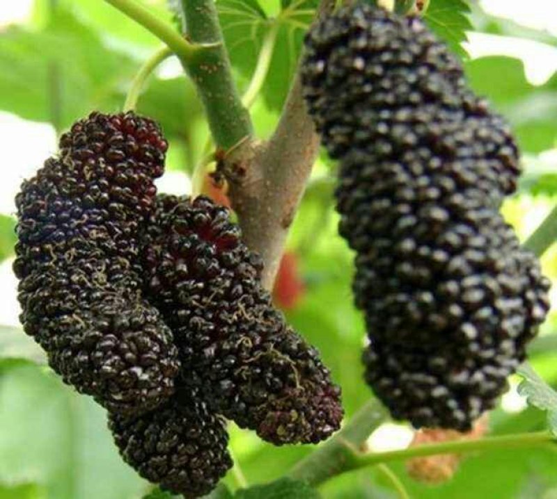 桑葚子，常年批发供应，药食两用桑葚果