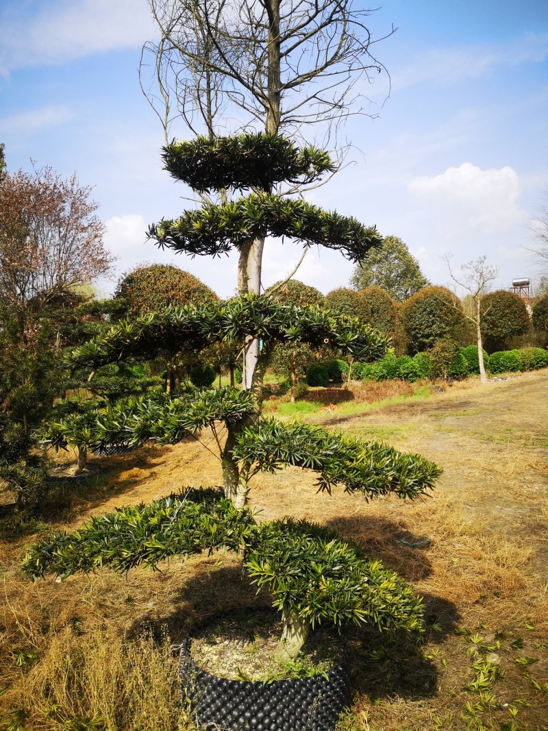 罗汉松川派盆景川派罗汉松大量供应四川绿化苗木
