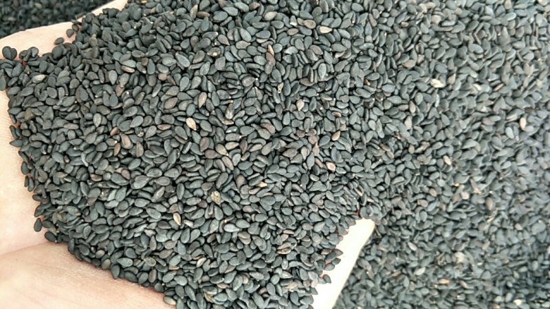 黑芝麻，常年批发供应，药食两用黑芝麻