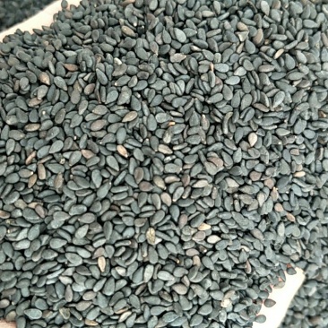 黑芝麻，常年批发供应，药食两用黑芝麻