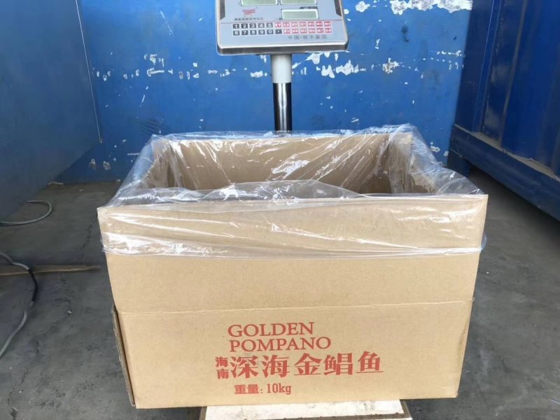 鲳鱼，金鲳鱼，规格齐全，价格美丽，每件20斤