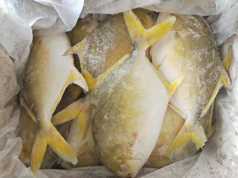 鲳鱼，金鲳鱼，规格齐全，价格美丽，每件20斤