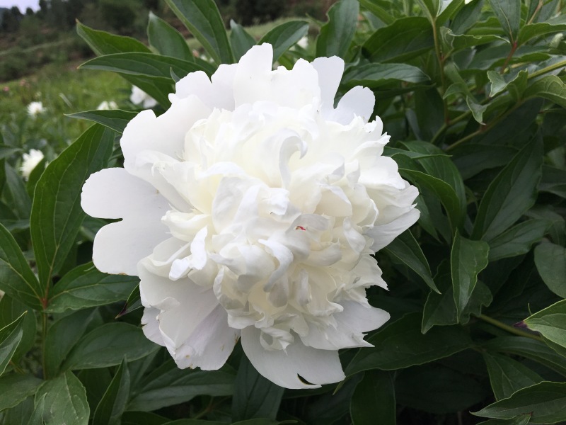 中江本地白芍花骨朵，花朵整齐、颜色鲜艳，包邮费