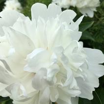 中江本地白芍花骨朵，花朵整齐、颜色鲜艳，费