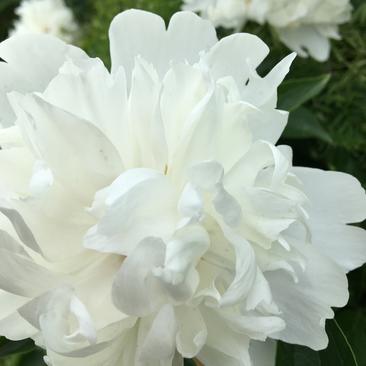中江本地白芍花骨朵，花朵整齐、颜色鲜艳，包邮费