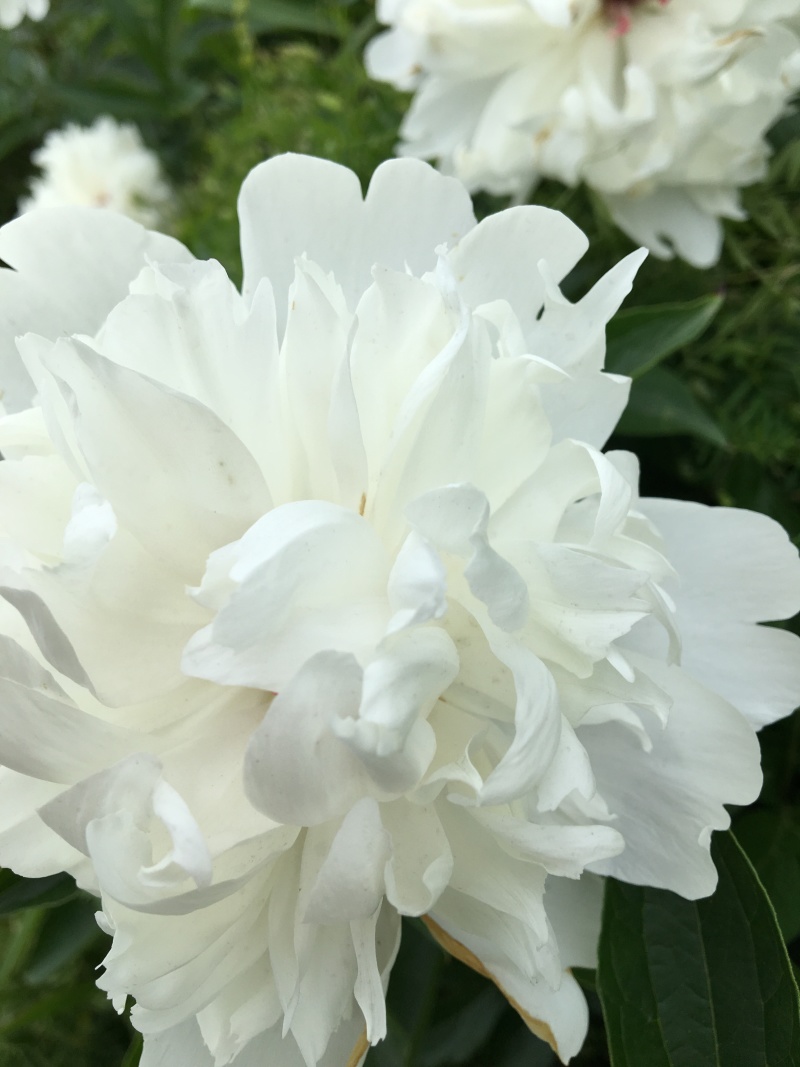 中江本地白芍花骨朵，花朵整齐、颜色鲜艳，包邮费