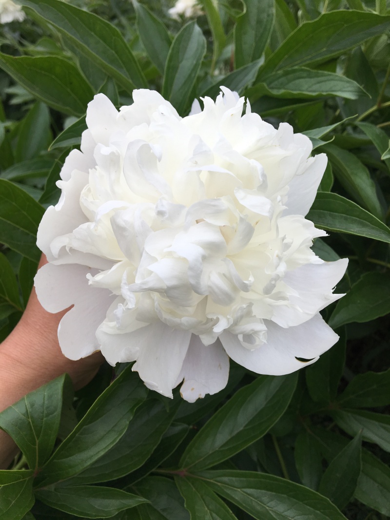 中江本地白芍花骨朵，花朵整齐、颜色鲜艳，包邮费