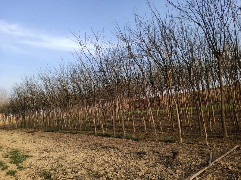 8公分10公分左右价格便宜需要的联系我