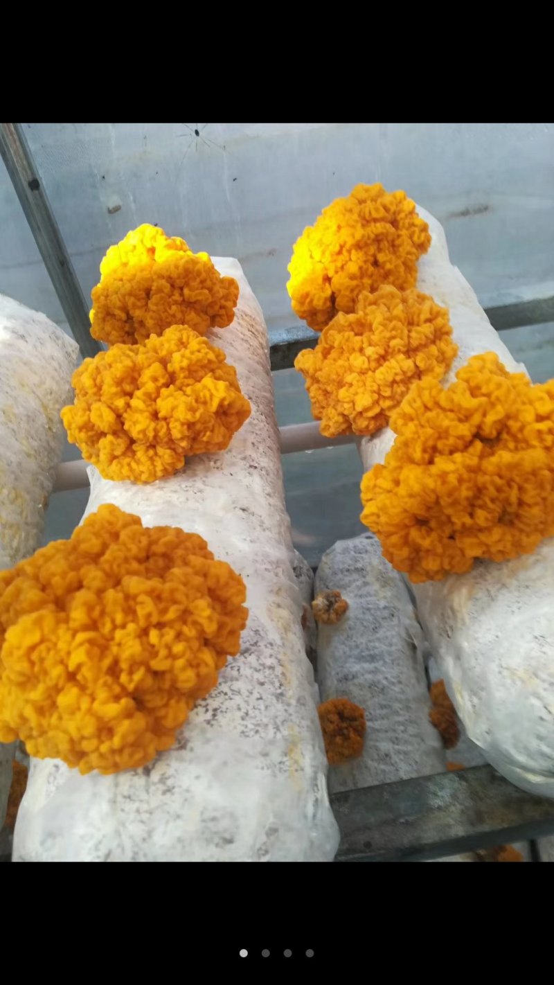 金耳菌种新鲜金耳长期供应