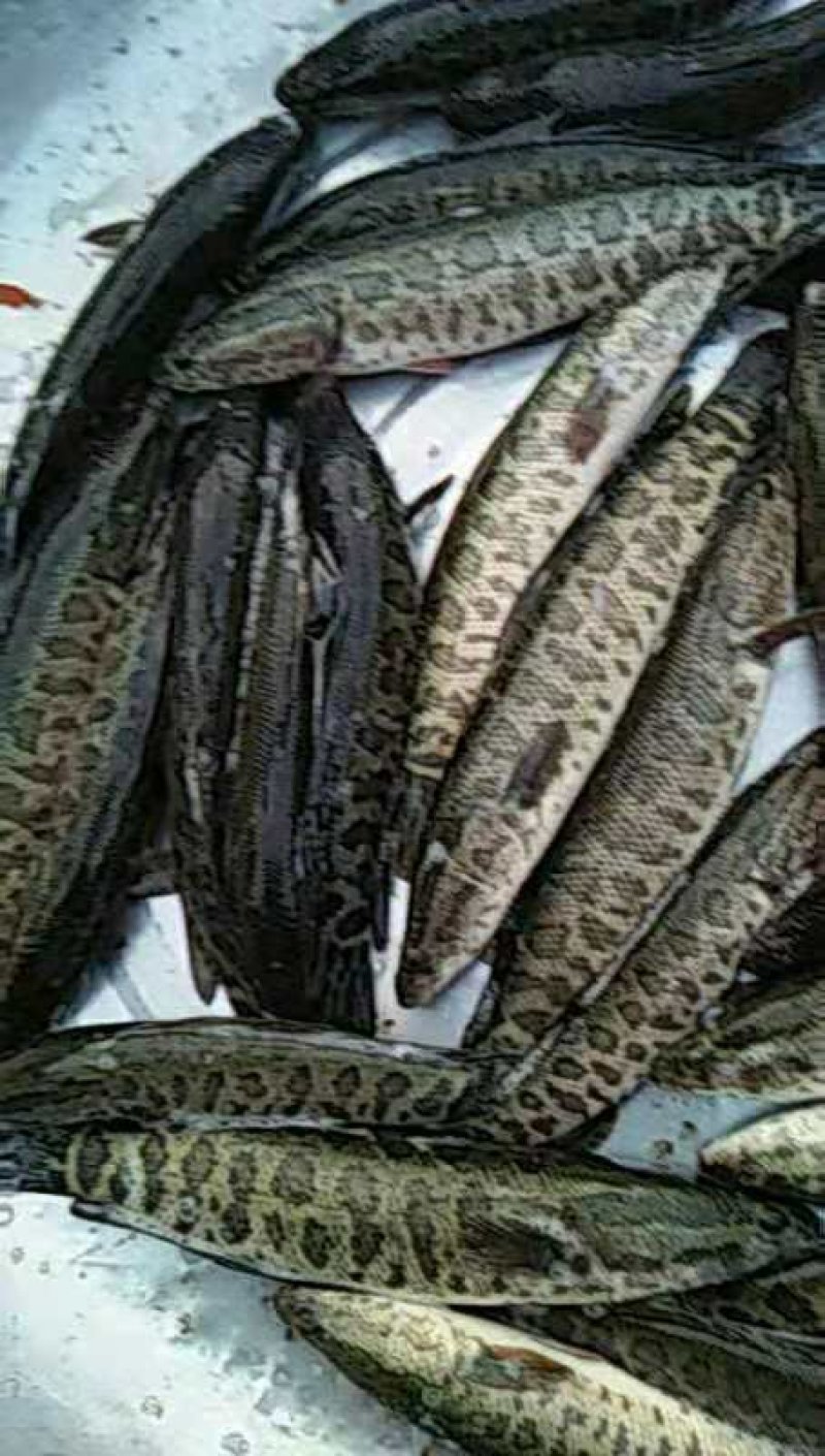 黑鱼苗，长势快，肉质好，无病毒，量大从优，欢迎订购