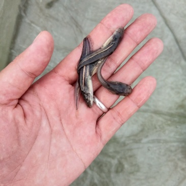 南方大口鲶鱼苗