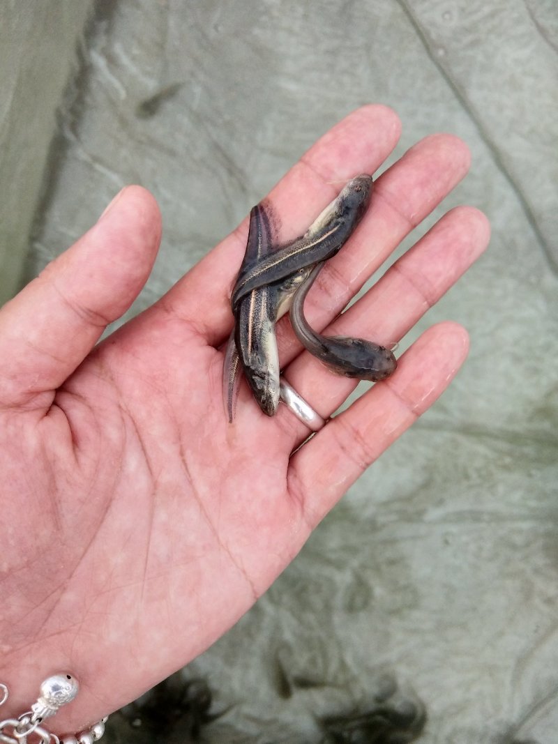 南方大口鲶鱼苗