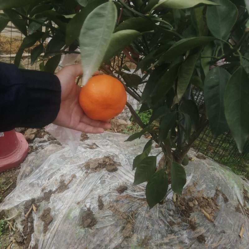 明日见枝条产地直营自产自销5斤起值得植的新品种。