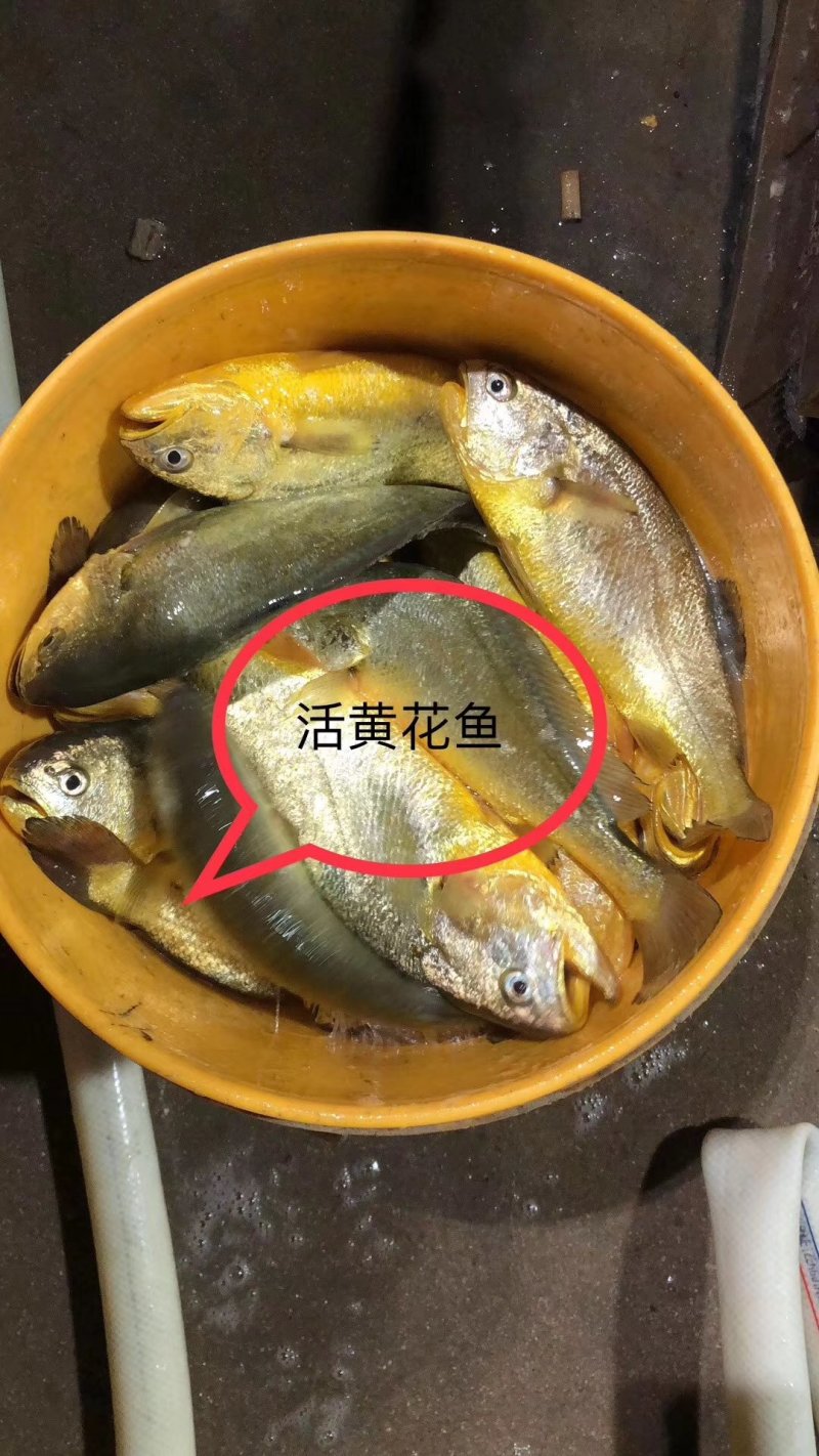 本港小剥皮大剥皮黄花鱼