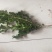 出售花卉苗木