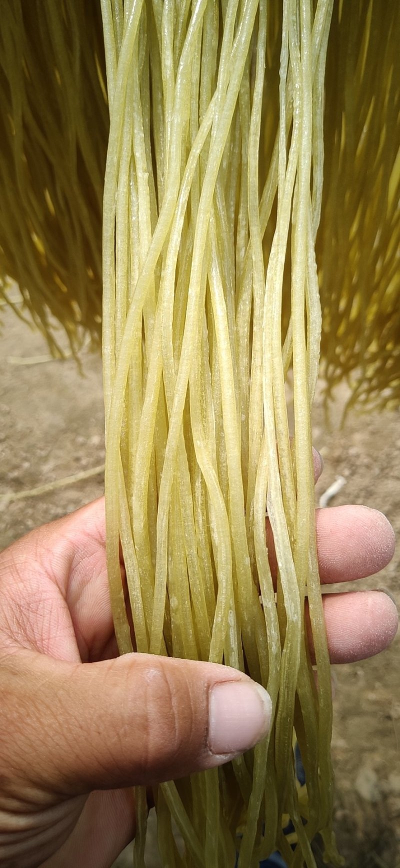 酸辣粉细粉红薯粉火锅宽粉鸭血粉丝规格齐全量大从优