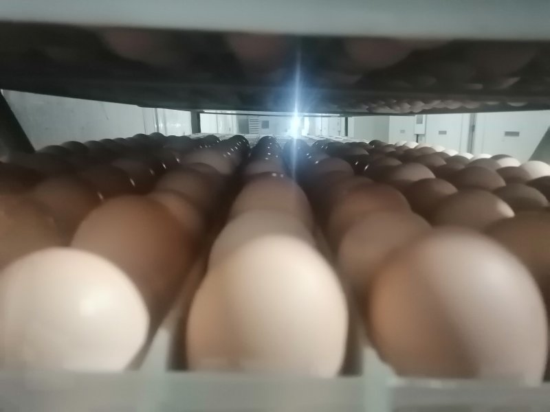 鸡苗红玉鸡芦花鸡包打疫苗成活高肉鸡