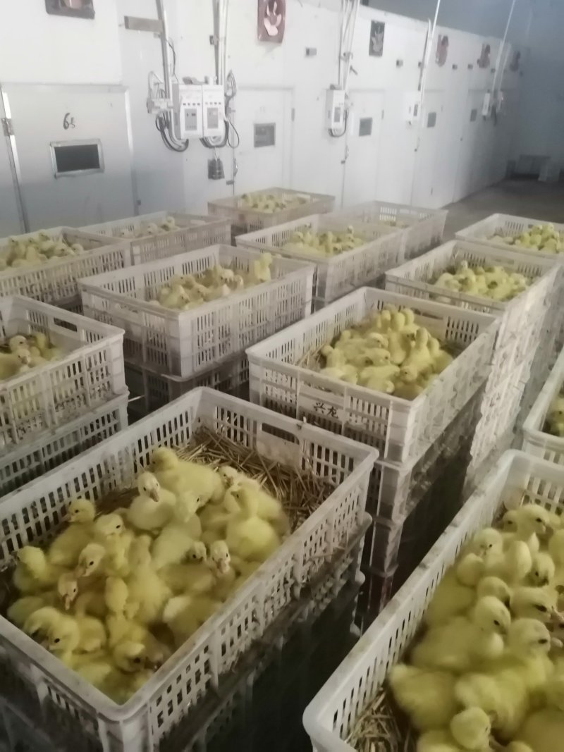 鸡苗红玉鸡芦花鸡包打疫苗成活高肉鸡